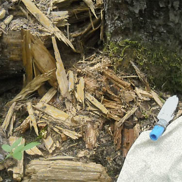 setup to tap dead wood for spiders, Eleanor Creek Trailhead, Pierce County, Washington