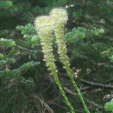 beargrass Xerophyllum tenax, Ridge E of Eleanor Creek Trailhead, Pierce County, Washington