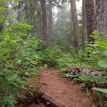 trail scene, Eleanor Creek Trailhead, Pierce County, Washington