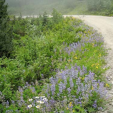 roadside verge flowers, Eleanor Creek Trailhead, Pierce County, Washington
