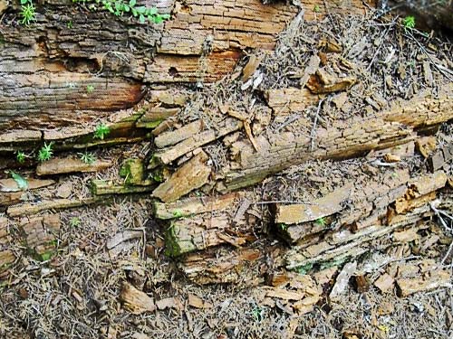 dead wood habitat by log, Eleanor Creek Trailhead, Pierce County, Washington