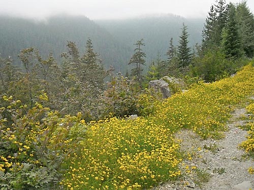 misty flowery roadside above Huckleberry Creek just north of Mt. Rainier National Park