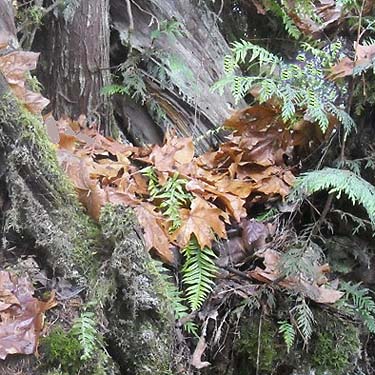 leaf litter in crotch of snag, Electron Road, Electron, Pierce County, Washington