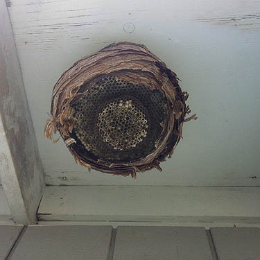 old bald-faced hornet nest on outhouse, Electron Park, Electron, Pierce County, Washington