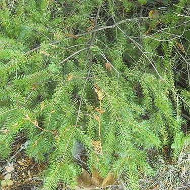 Douglas-fir foliage Pseudotsuga menziesii, Electron Road, Electron, Pierce County, Washington
