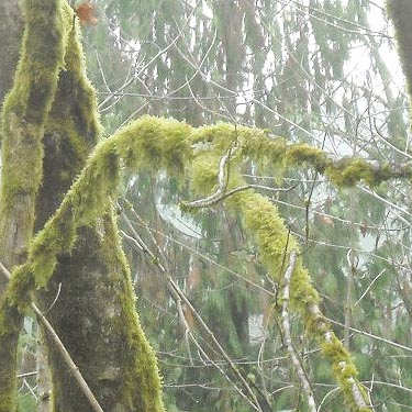 moss on maple trees, Electron Road, Electron, Pierce County, Washington
