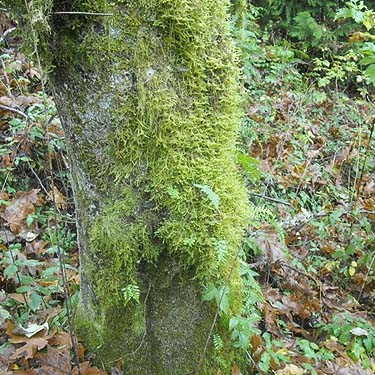 moss on tree trunk, Electron Road, Electron, Pierce County, Washington