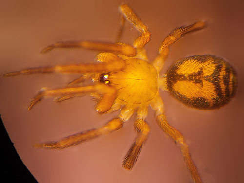 spider Cybaeota shastae from moss, Electron Road, Electron, Pierce County, Washington