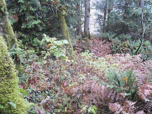forest understory, Electron Road, Electron, Pierce County, Washington
