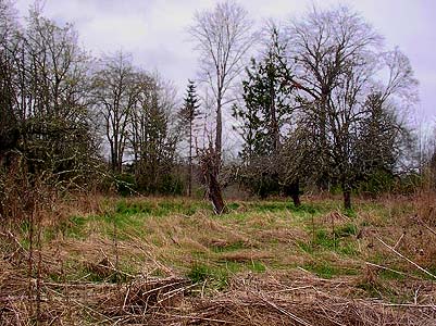 grassy field with old apple trees, Lower Elwha levee road, Clallam County, Washington