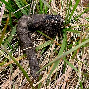coyote scat in grassy field on Lower Elwha levee road, Clallam County, Washington