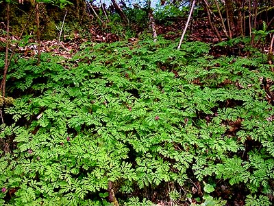 Dicentra formosum on forest floor, Lower Elwha levee road, Clallam County, Washington