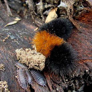 woolly bear Pyrrharctia isabella larva and Porcellio scaber under log bark, Lower Elwha levee road, Clallam County, Washington