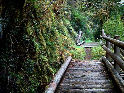 boardwalk or bridge, West Elwha Trail, Clallam County, Washington