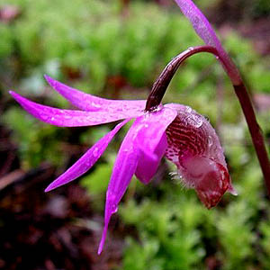 orchid, Calypso bulbosa, West Elwha Trail, Clallam County, Washington