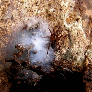 spider Cicurina pusilla Agelenidae with egg sac under rock, West Elwha Trail, Clallam County, Washington