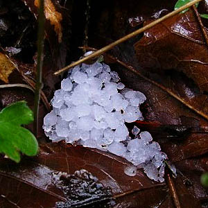 deposit of hail from recent storm, West Elwha Trail, Clallam County, Washington