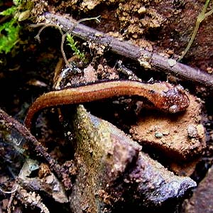 salamander Plethodon vehiculum at cliff base, West Elwha Trail, Clallam County, Washington