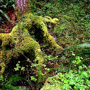 mossy root and forest understory, West Elwha Trail, Clallam County, Washington