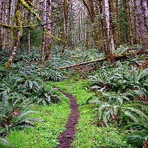 West Elwha Trail (near north end), Clallam County, Washington