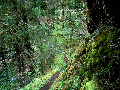 cliffs along West Elwha Trail, Clallam County, Washington