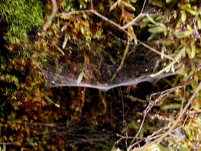 spider web Neriene digna Linyphiidae on cliff face, West Elwha Trail, Clallam County, Washington