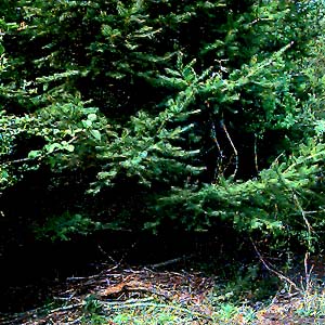 Douglas-fir Pseudotsuga menziesii, Lower Elwha Bluffs, Clallam County, Washington