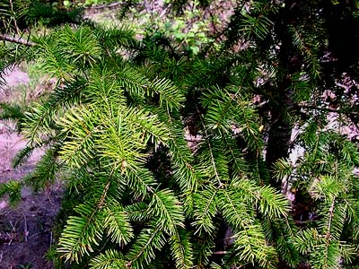 Douglas-fir foliage Pseudotsuga menziesii, Lower Elwha Bluffs, Clallam County, Washington