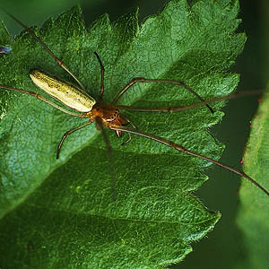 Tetragnatha extensa orbweaving spider, Tetragnathidae, photographed in Finland