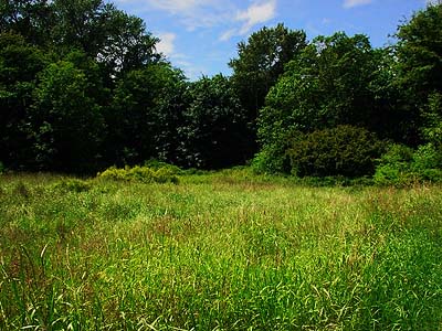 grass-dominated meadow on Elwha River delta, Clallam County, Washington