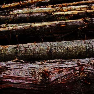 salmon-habitat logs, meadow on Elwha River delta, Clallam County, Washington
