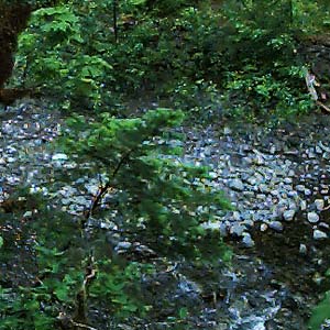 gravel bar from above, mouth of Boulder Creek, Lake Mills, Clallam County, Washington