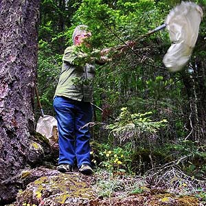 Rod Crawford beating conifer foliage, mouth of Boulder Creek, Lake Mills, Clallam County, Washington