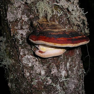 shelf fungus in semi-oldgrowth forest, west Lake Mills trail, Olympic Nationall Park, Washington
