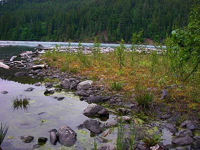 doomed habitat at present (2008) mouth of Boulder Creek, Lake Mills, Clallam County, Washington