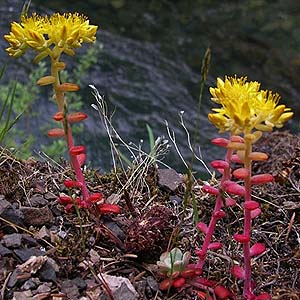 Sedum spathulifolium near mouth of Boulder Creek, Lake Mills, Clallam County, Washington