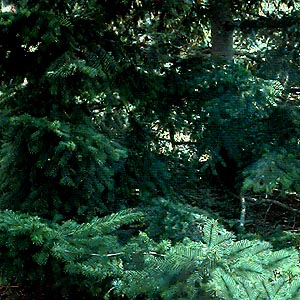 Douglas-fir foliage Pseudotsuga menziesii, Elwha Dike Trail, Clallam County, Washington