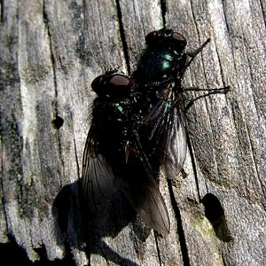 mating blow flies Calliphoridae on driftwood, Elwha Dike Trail, Clallam County, Washington