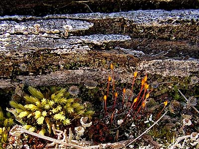 moss garden by driftwood, Elwha Dike Trail, Clallam County, Washington