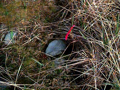 pitfall trap emplaced in beach meadow, Elwha Dike Trail, Clallam County, Washington