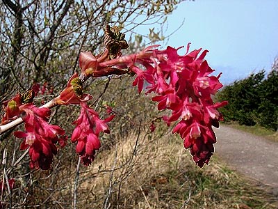 red-flowered currant Ribes sanguineum, Elwha Dike Trail, Clallam County, Washington