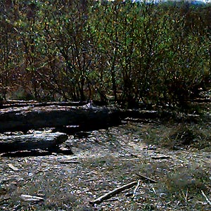 upper beach willow/alder thicket, Elwha Dike Trail, Clallam County, Washington