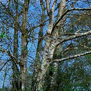 large alder Alnus rubra, Warrior Trail, Lower Elwha estuary, Clallam County, Washington