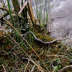 semi-aquatic snake, Warrior Trail, Lower Elwha estuary, Clallam County, Washington