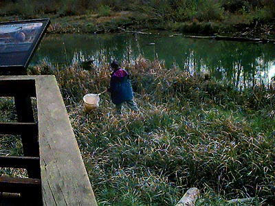 Laurel Ramseyer sweeping sedge at end of Warrior Trail, Lower Elwha estuary, Clallam County, Washington