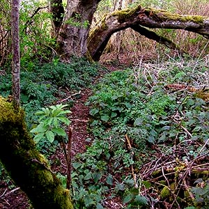 understory with Urtica, Warrior Trail, Lower Elwha estuary, Clallam County, Washington