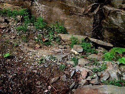 stony habitat at base of cliff near Lower Elwha Dam, Clallam County, Washington