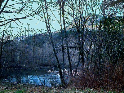 alder Alnus rubra along river, Elwha River Bridge, Clallam County, Washington