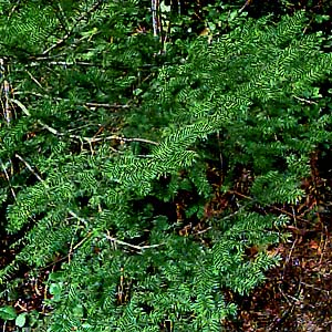 Douglas-fir Pseudotsuga menziesii foliage, Elwha River Bridge, Clallam County, Washington