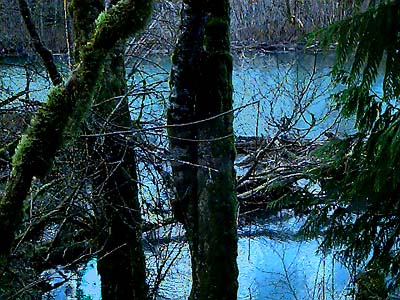 maples Acer macrophyllum along river, Elwha River Bridge, Clallam County, Washington